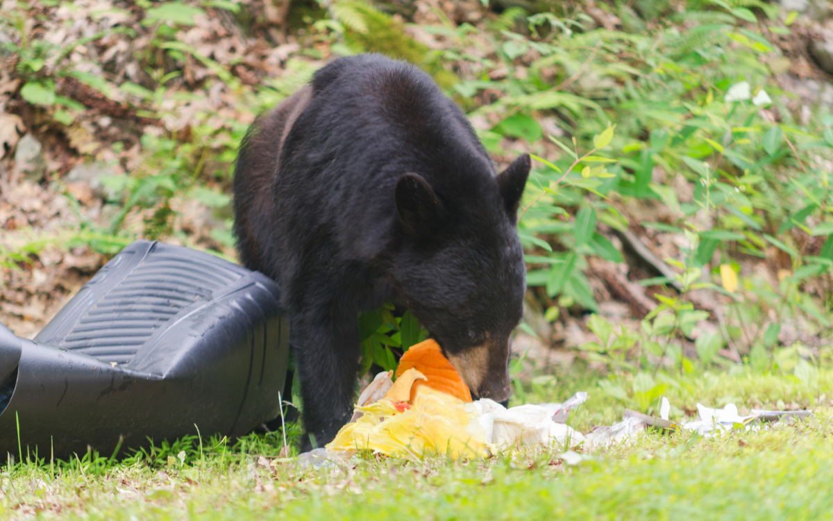 El oso come afuera.